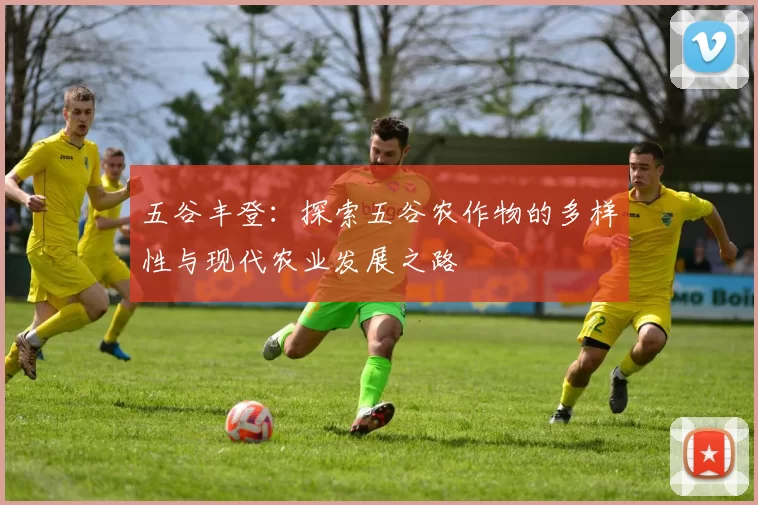 五谷丰登：探索五谷农作物的多样性与现代农业发展之路